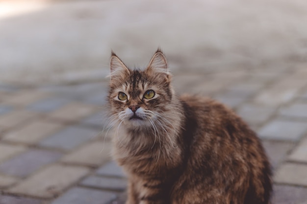 Gato esponjoso con ojos verdes se sienta en la calle