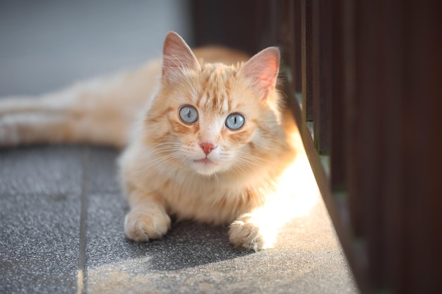 Gato esponjoso rojo con ojos azules.