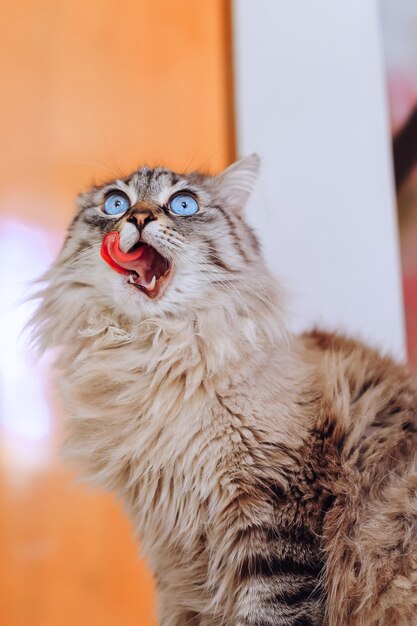 Un gato esponjoso se sienta y abre la boca y se lame la cara con la lengua.