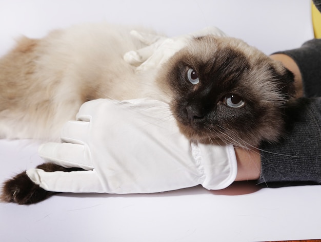 Gato esponjoso sobre un fondo blanco.