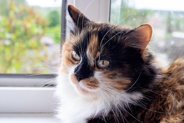 El gato esponjoso se ve en un retrato de primer plano del marco