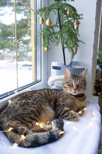 El gato está acostado en el alféizar de la ventana en las luces de hadas de la guirnalda Navidad Año Nuevo Primer plano del gato