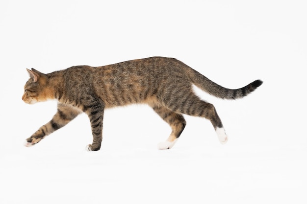 Gato está andando em um fundo branco O gato fêmea multirracial O jovem gato fêmeas anda em linha reta e tem uma cauda longa e orelhas pontiagudas