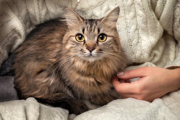 El gato está en los brazos del dueño Una niña sostiene un gato atigrado esponjoso