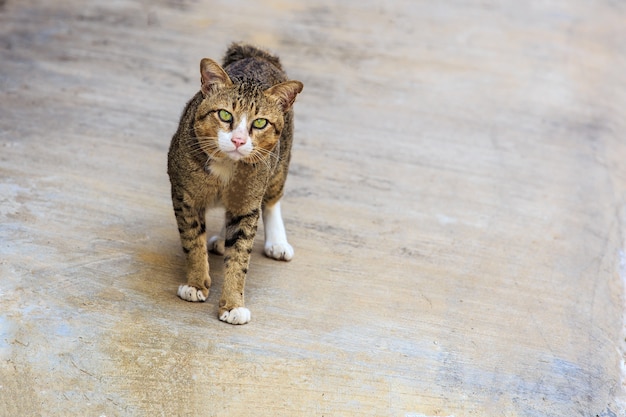 El gato está caminando