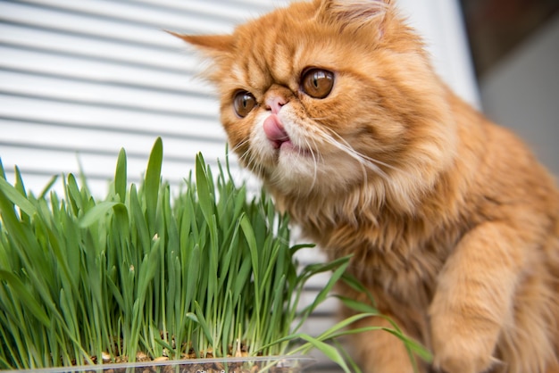 Gato está comendo grama verde fresca grama de gato grama de animal de estimação tratamento natural de bola de pelo gato exótico persa