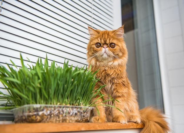 Gato está comendo grama verde fresca grama de gato grama de animal de estimação tratamento natural de bola de pelo gato exótico persa