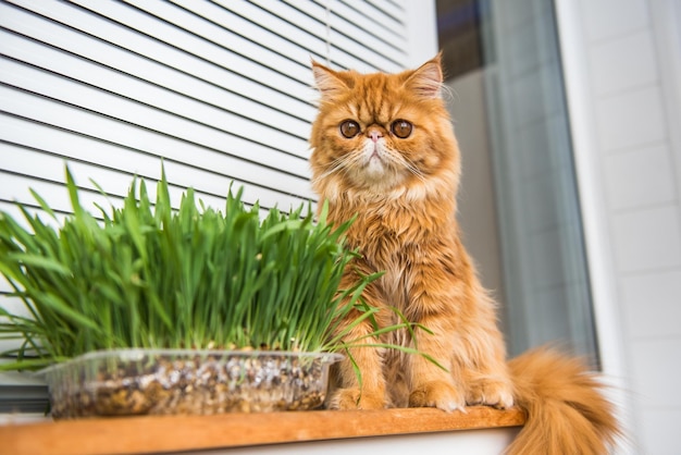 El gato está comiendo hierba verde fresca hierba para gatos hierba para mascotas tratamiento de bolas de pelo natural gato exótico persa