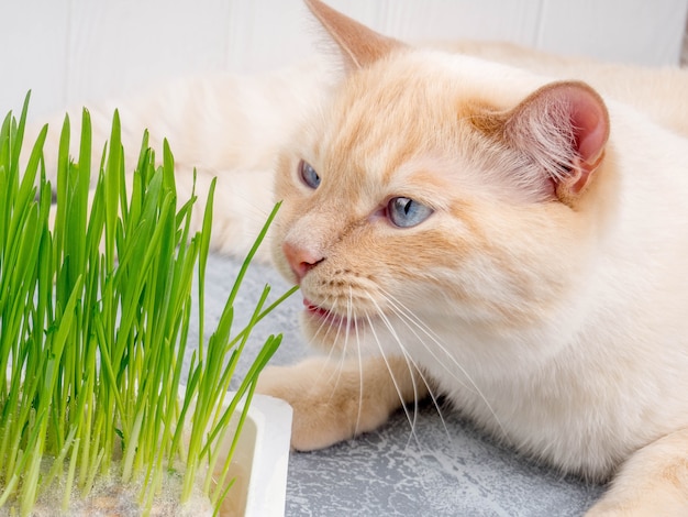 El gato está comiendo hierba verde fresca. Tratamiento natural con bolas de pelo.