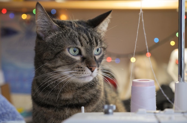 Gato está costurando na máquina de costura Novo vestido do gato doméstico Gato está olhando em fios brancos