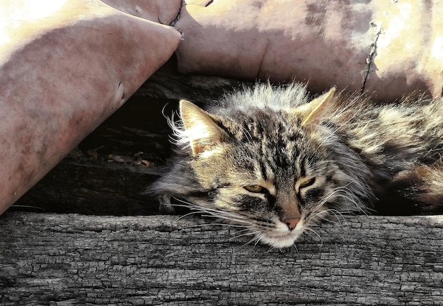 gato está descansando