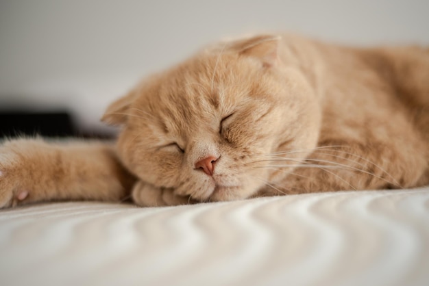 Un gato está durmiendo en una cama con los ojos cerrados.