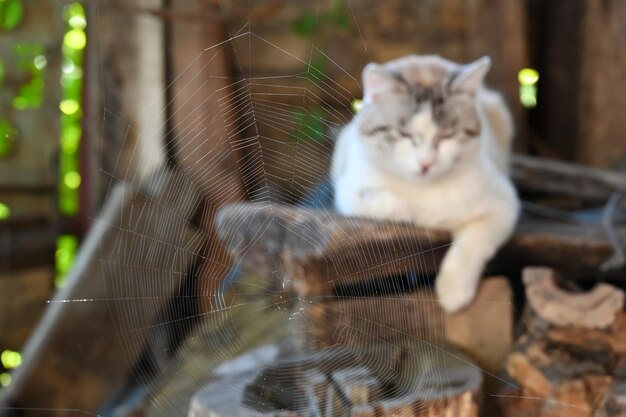 El gato está esperando que la mosca entre en la telaraña.