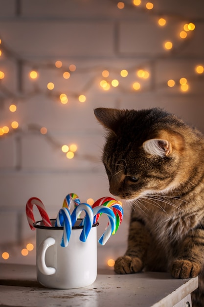 El gato está interesado en los dulces navideños en la taza.