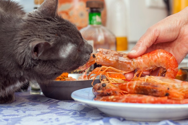 Gato está interessado em lagostins cozidos frescos