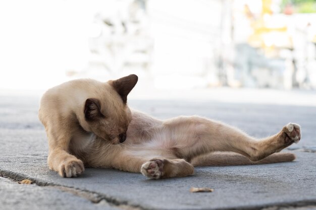 El gato está lamiendo el pelo.