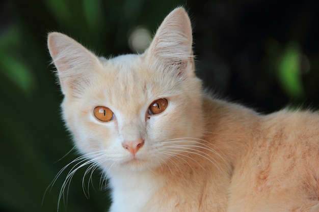 El gato está mirando fijamente el fondo natural.