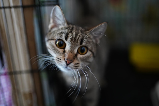 Un gato está mirando fuera de una jaula.