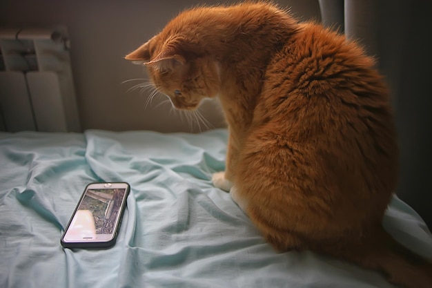 gato está mirando teléfono inteligente, lindo gato rojo mira video en el teléfono