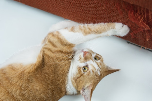 El gato está rascando el sofá de la casa.