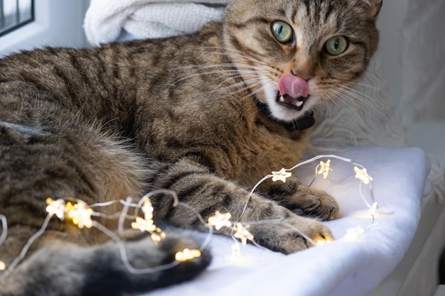 El gato está royendo los cables de la guirnalda LED Vandalismo de una mascota Sabotaje Daños en la decoración Peligro para el animal Descarga eléctrica Navidad Año Nuevo