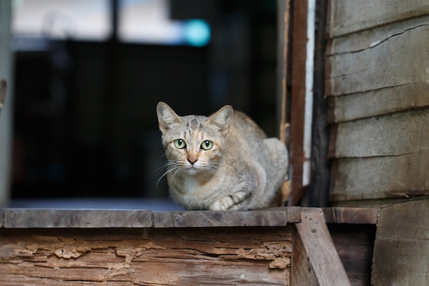 El gato está sentado en el autobús