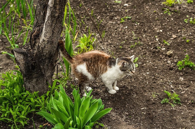 El gato está sentado en la calle El gato doméstico fue a dar un paseo por el jardín El gato posa