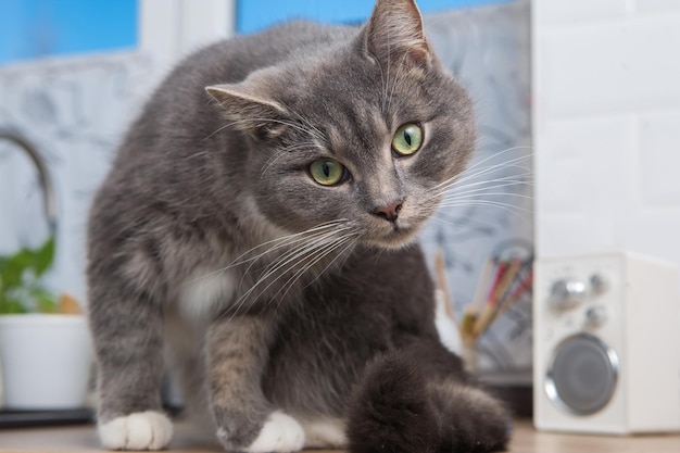 El gato está sentado en la encimera de la cocina El gato se lame la pata