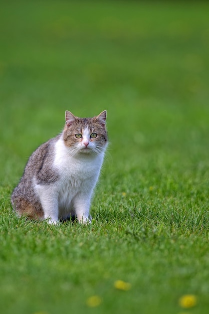 El gato está sentado en la hierba.