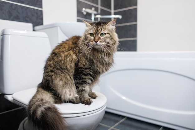 El gato está sentado en el inodoro en el baño Baño para mascotas