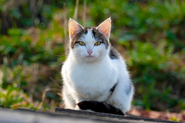 El gato está sentado en el jardín tomando el sol...