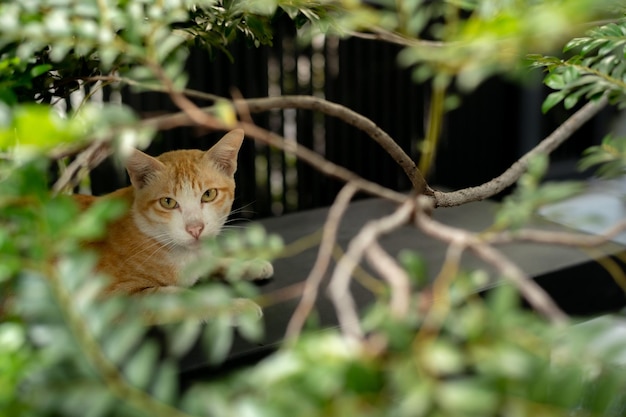 Un gato está sentado en una jaula con la palabra gato.