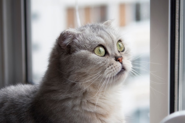 El gato está sentado junto a la ventana.