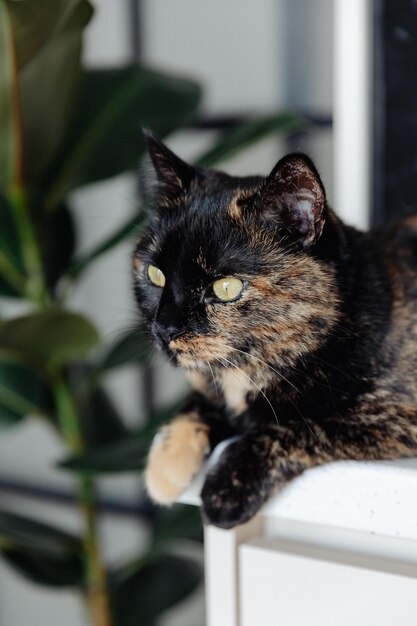 Un gato está sentado en una mesa blanca al lado de una planta.