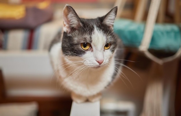 Un gato está sentado en la mesa.