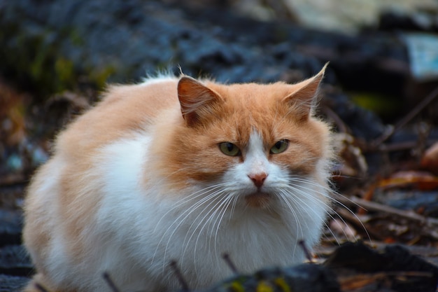 Gato está sentado na casa queimada. gato está esperando pelos donos. gato sobrevivente após o incêndio.