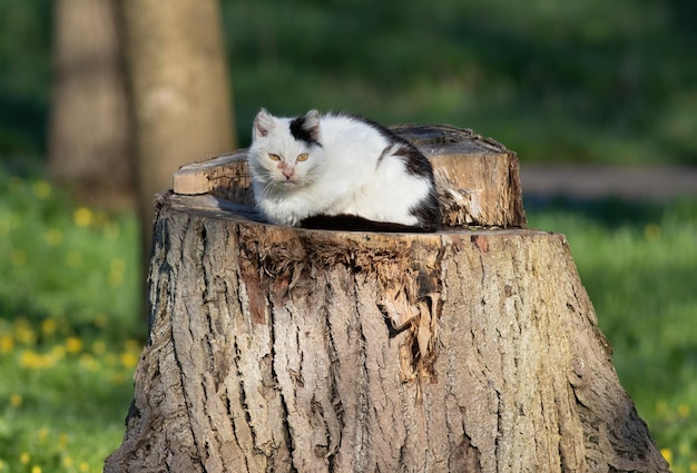 El gato está tirado en un tocón de un árbol grande en el parque