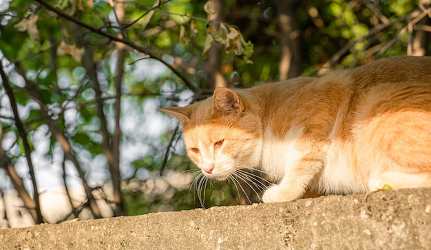 El gato está tomando el sol