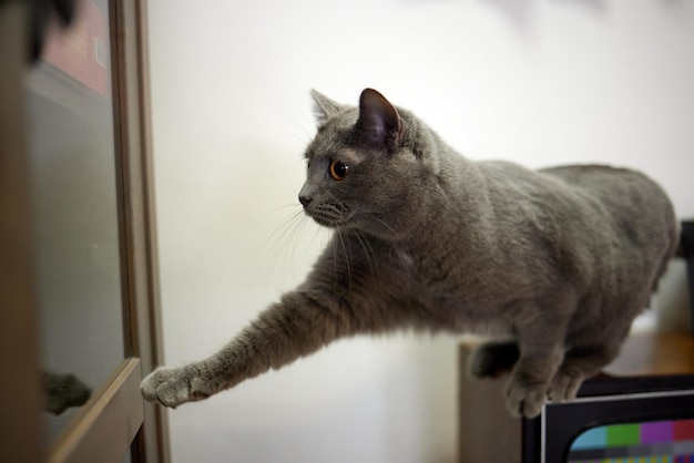 El gato está tratando de abrir la ventana de vidrio por sí mismo.