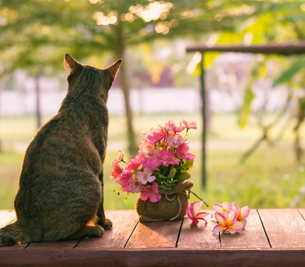 Foto el gato estaba sentado en la mesa y mirando el atardecer.