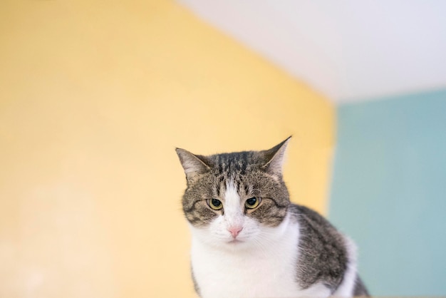 Foto el gato con el estrabismo está mirando a la cámara.