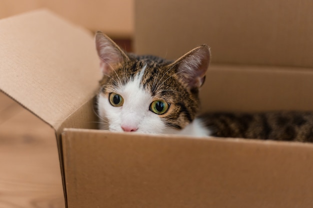 Gato europeo en una caja de entrega