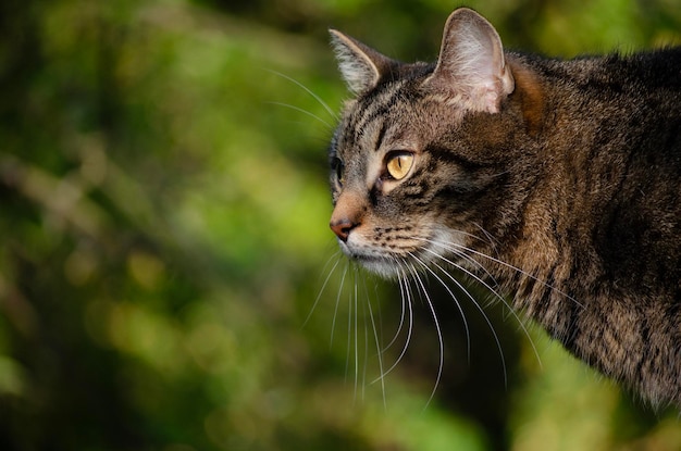 Gato europeo fondo verde