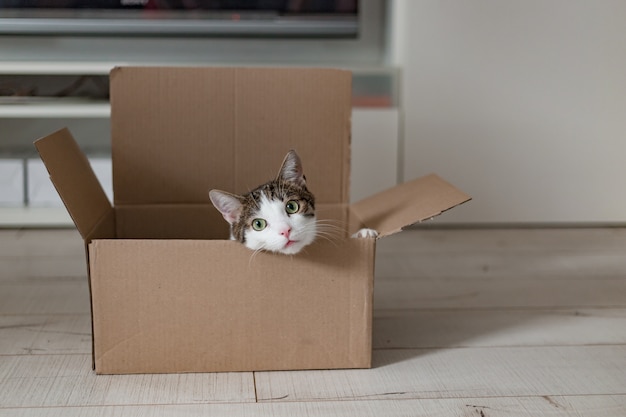 Foto gato europeu em uma caixa de entrega