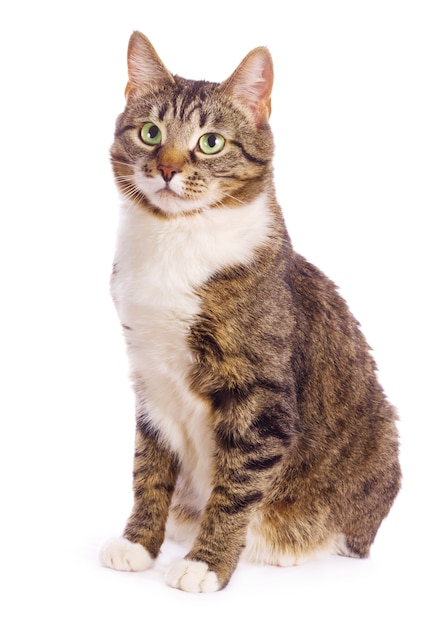 Gato europeu isolado no branco