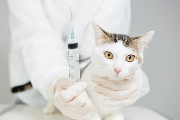 Gato examinado por um veterinário