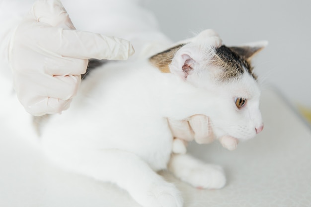 Gato examinado por un veterinario