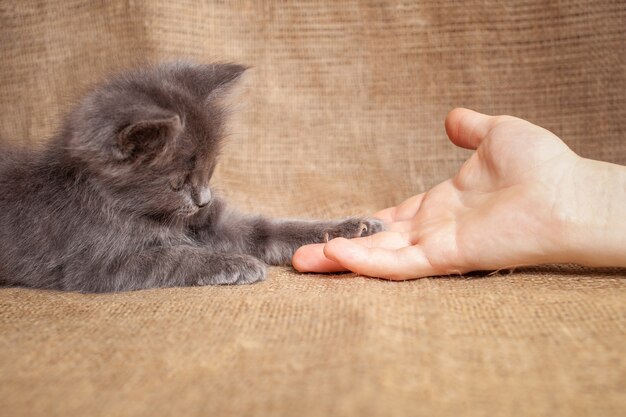 Foto el gato extiende una pata a un hombre amistad amor mascota gatito confía en un hombre amistad