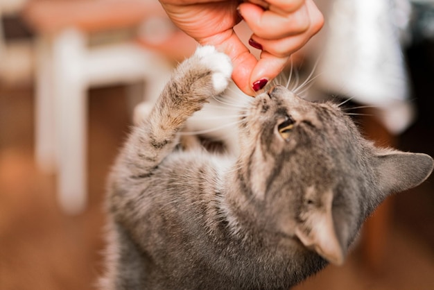 Gato faminto farejando e tenta pegar os dedos de seu dono. Cheirando a mão humana. Aconchegante. Dedo. Alimentando. Desfoque de movimento