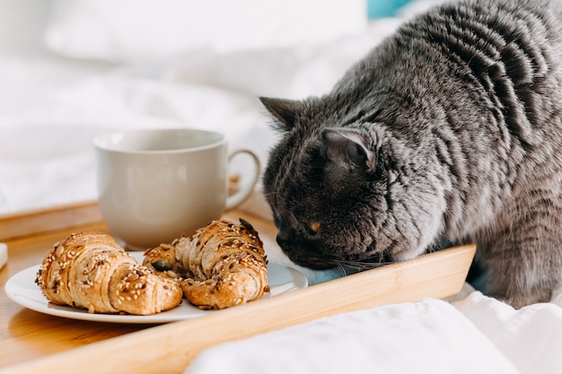 Gato farejando comida em uma bandeja de madeira com croissants e xícara de café